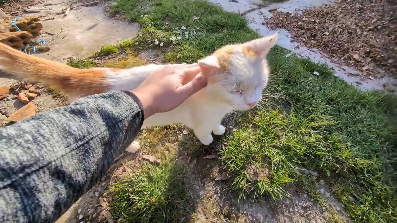 A fehér színű macskám az uwb kamera előtt hízeleg a kora tavaszi melegnek