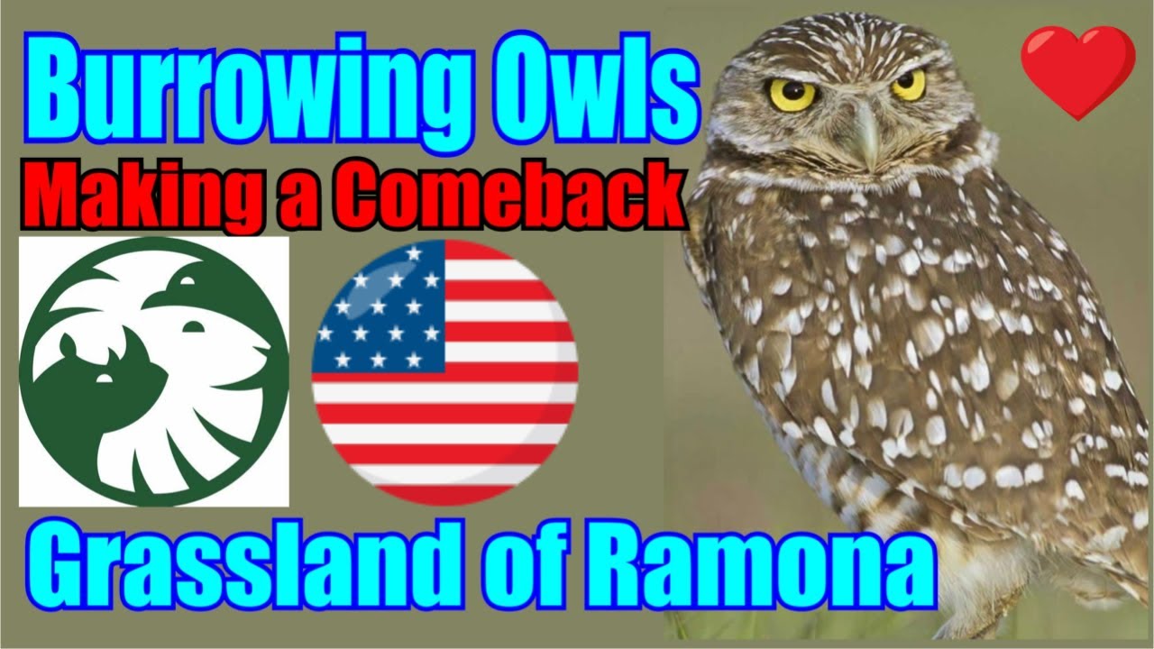 Burrowing Owls Find Home in the Grasslands of Ramona