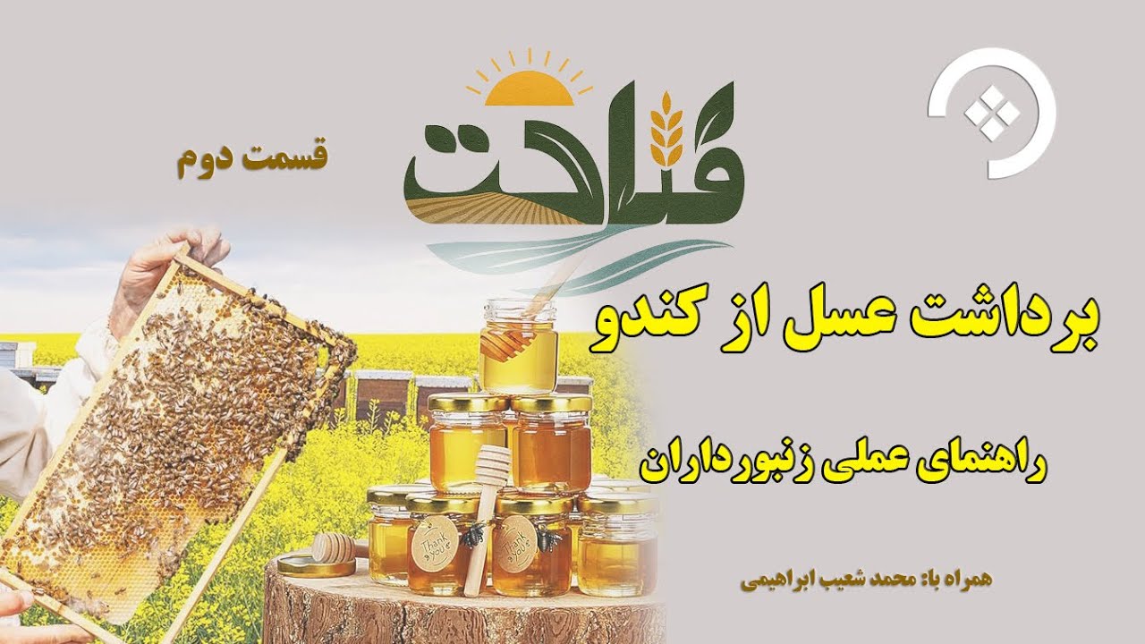 برداشت اصولی عسل؛ زمان درست و روش‌های بدون آسیب به کندو
