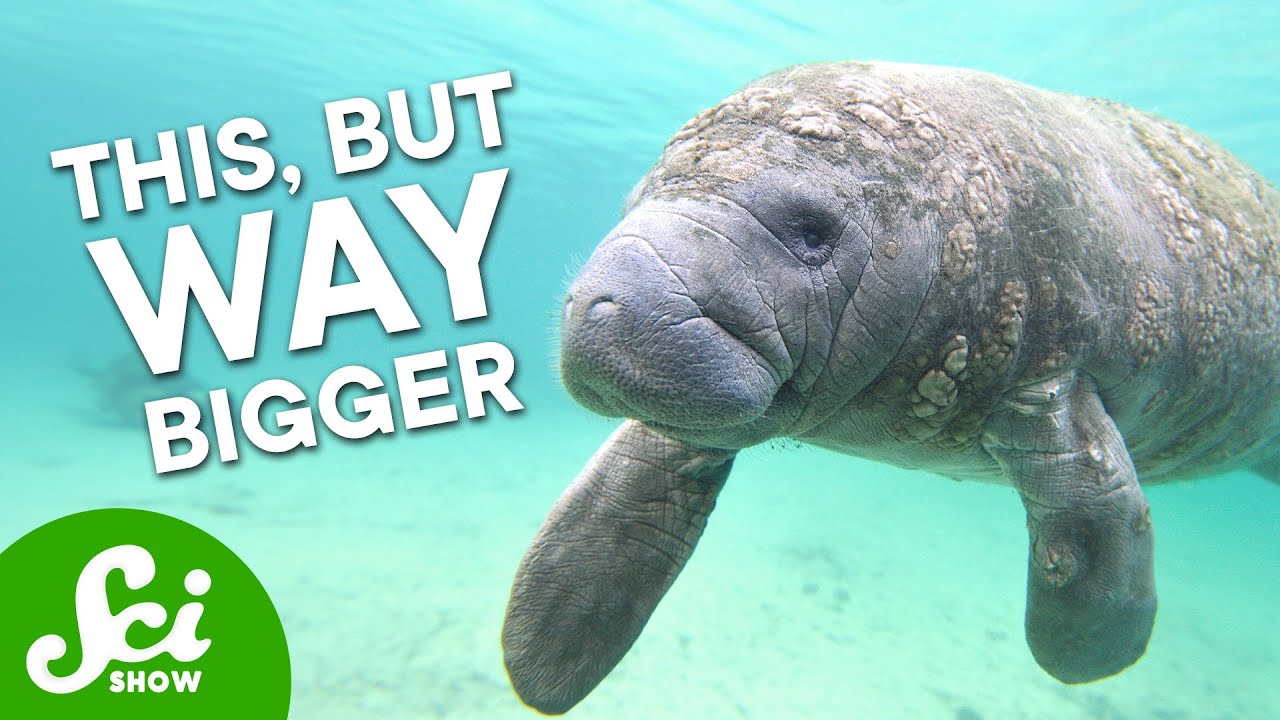 There’s a New Biggest Animal (Maybe)