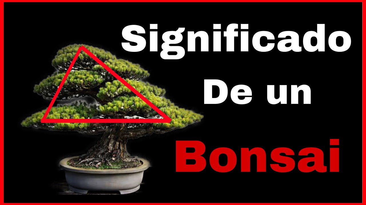 Qué significa un BONSAI || significado ESPIRITUAL ||