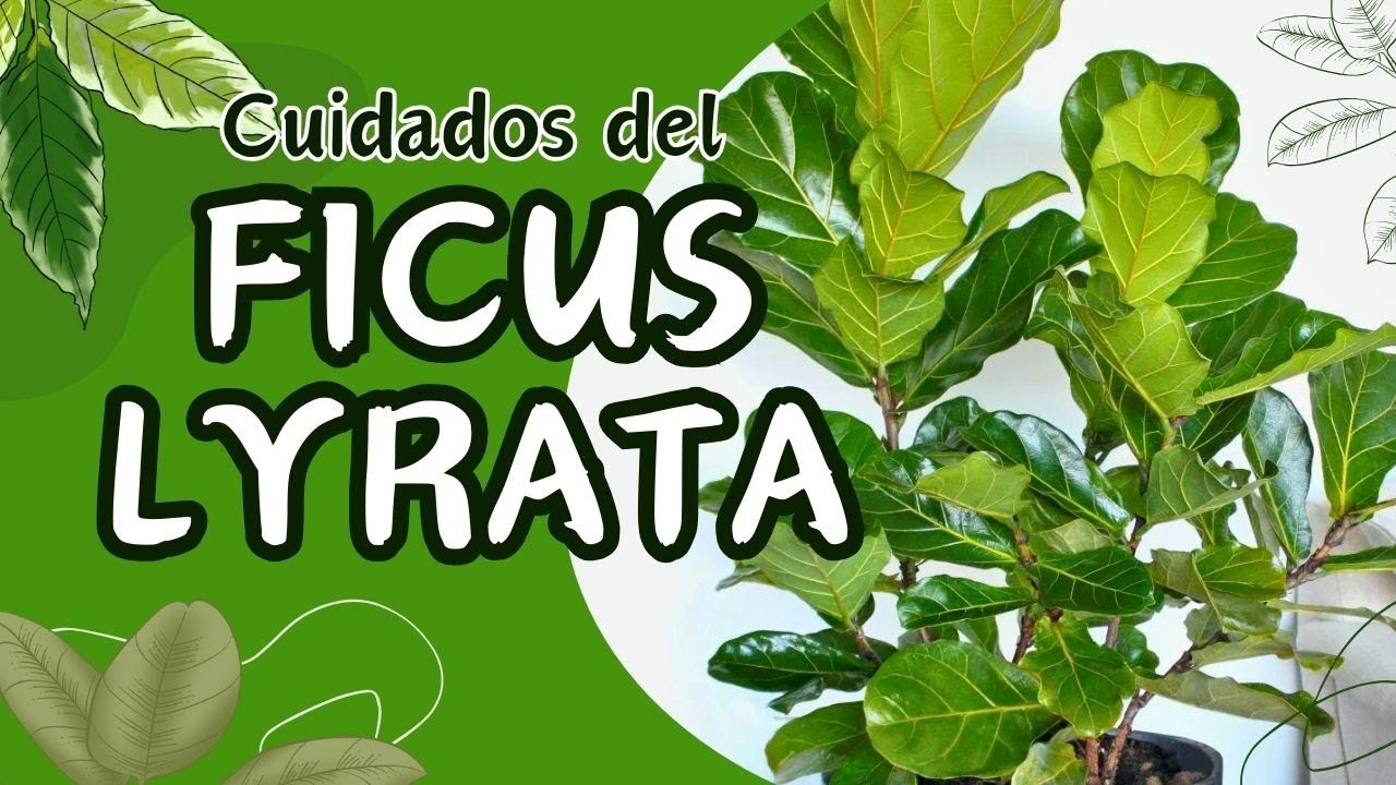 Cuidados del Ficus Lyrata en maceta. Aprende a cultivar esta hermosa planta como un experto