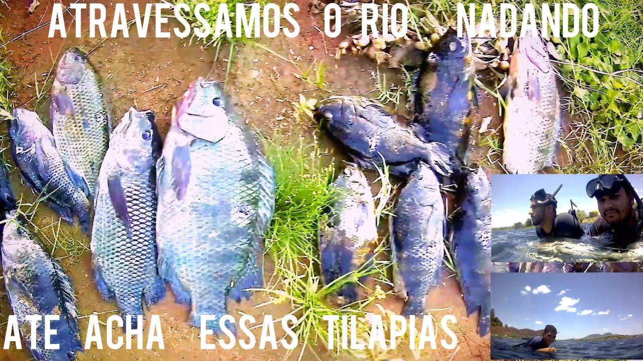 Atravessamos o Rio nadando /pra acha essas #tilapias