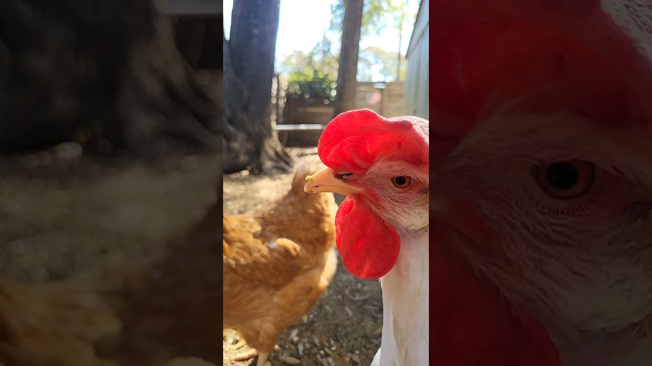 #Mama's Place is Live #chicken #lifeisbutadream #shorts #love #birds