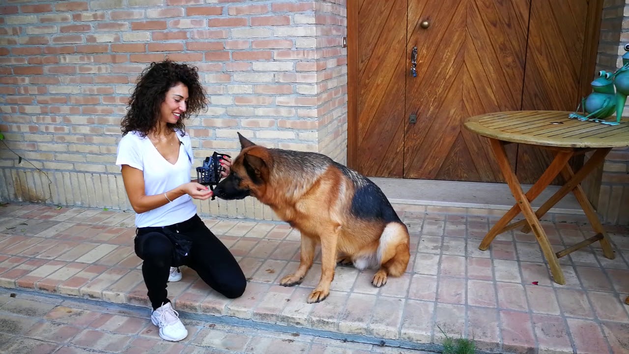 COME INSEGNARE A METTERE LA MUSERUOLA AL CANE