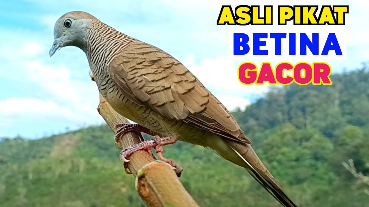 Suara Burung PERKUTUT BETINA Birahi Memanggil Jantan Supaya Bunyi Gacor