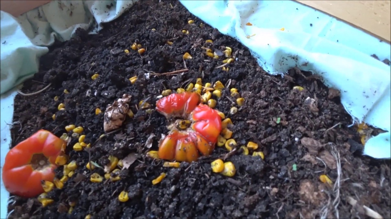 Jedno z ulubionych pożywień dendrobeny - ekologiczne pomidorki :-)