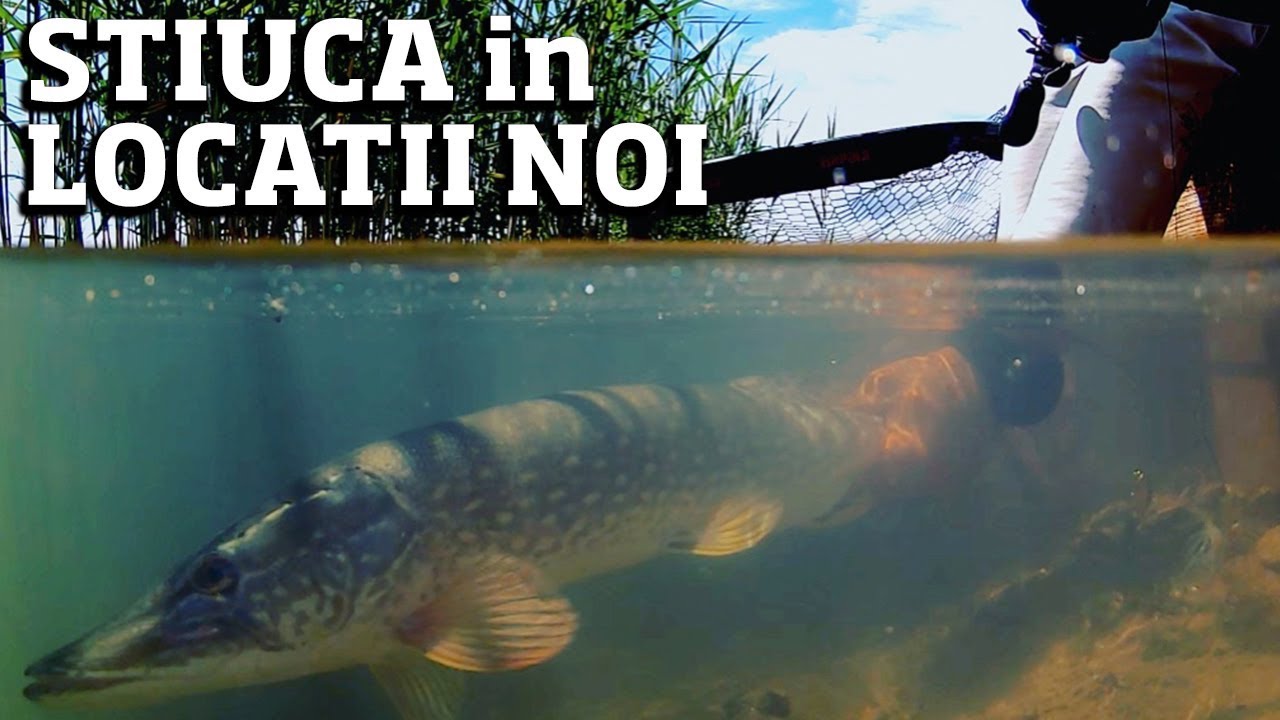 Pescuit la stiuca, abordeaza locatii noi. Lacul Ianis, jud Bihor