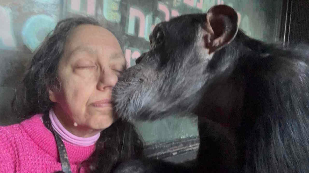 Chimpanzee Grooming a Woman Before Dinner