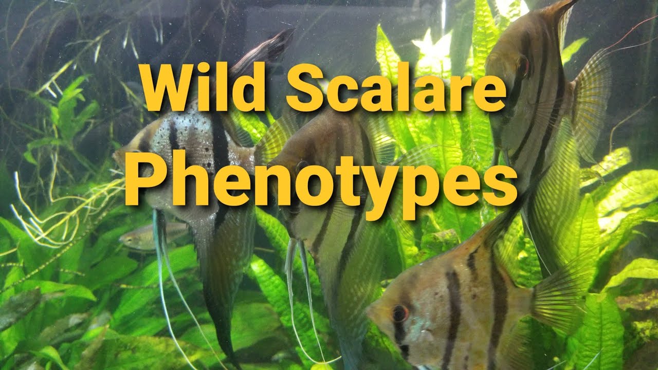 Wild angelfish phenotypes
