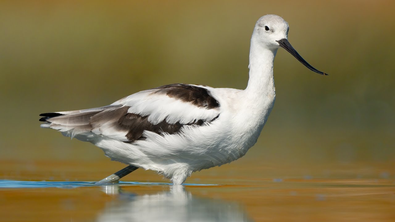 American avocets! San Francisco Bay bird photography