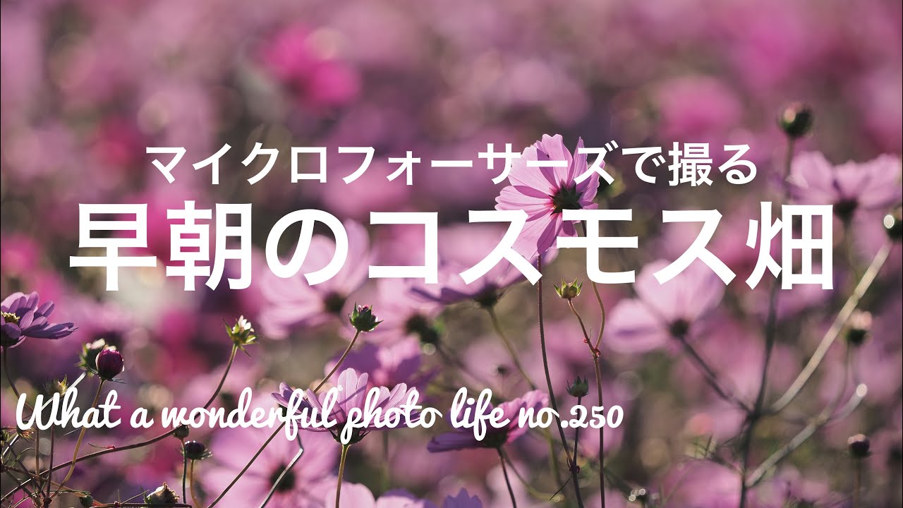 早朝のコスモス畑をEM1mark2と40-150 f2.8で撮る