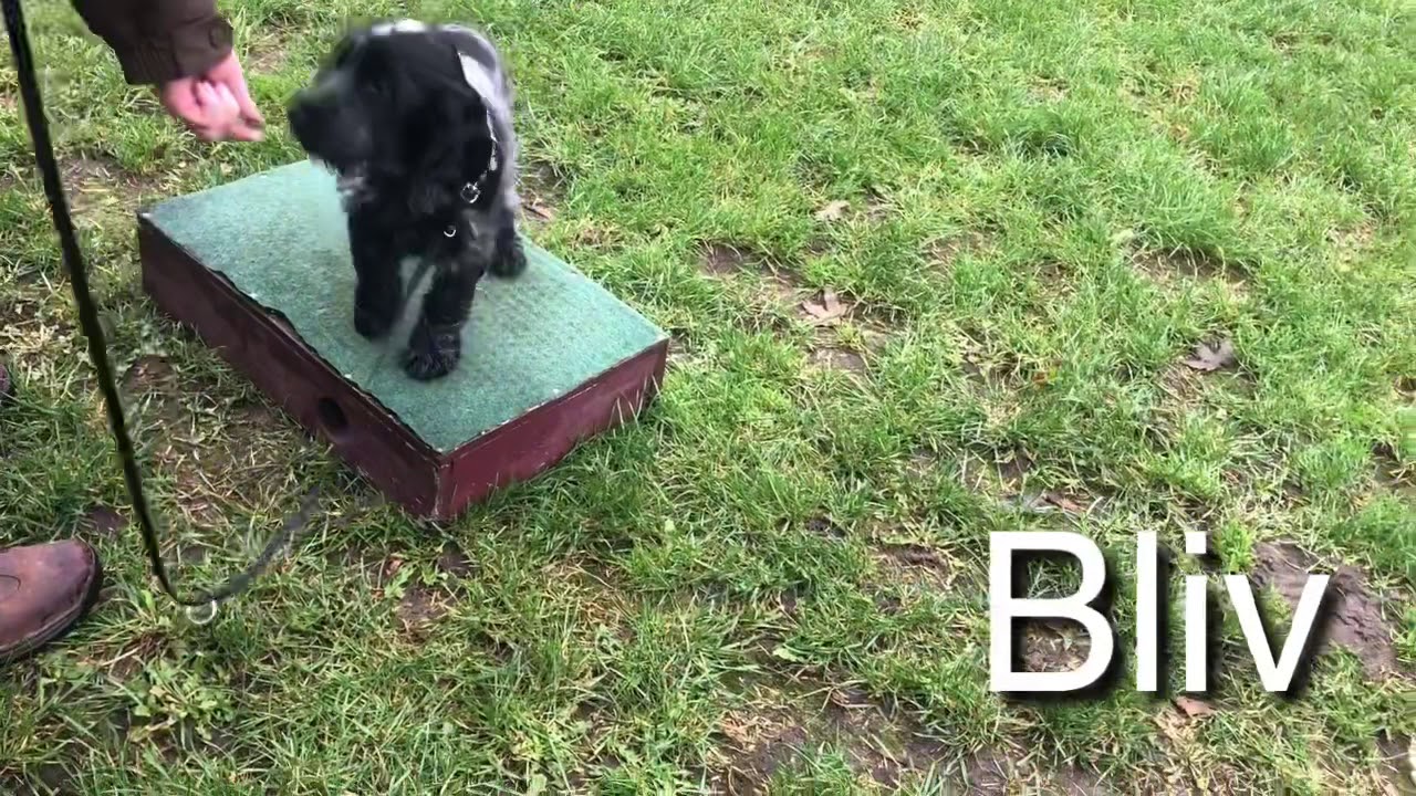 ONLINE HUNDETR&AElig;NING - positiv jagthundetr&aelig;ning. Jagthvalpe tr&aelig;ning for de mindste.