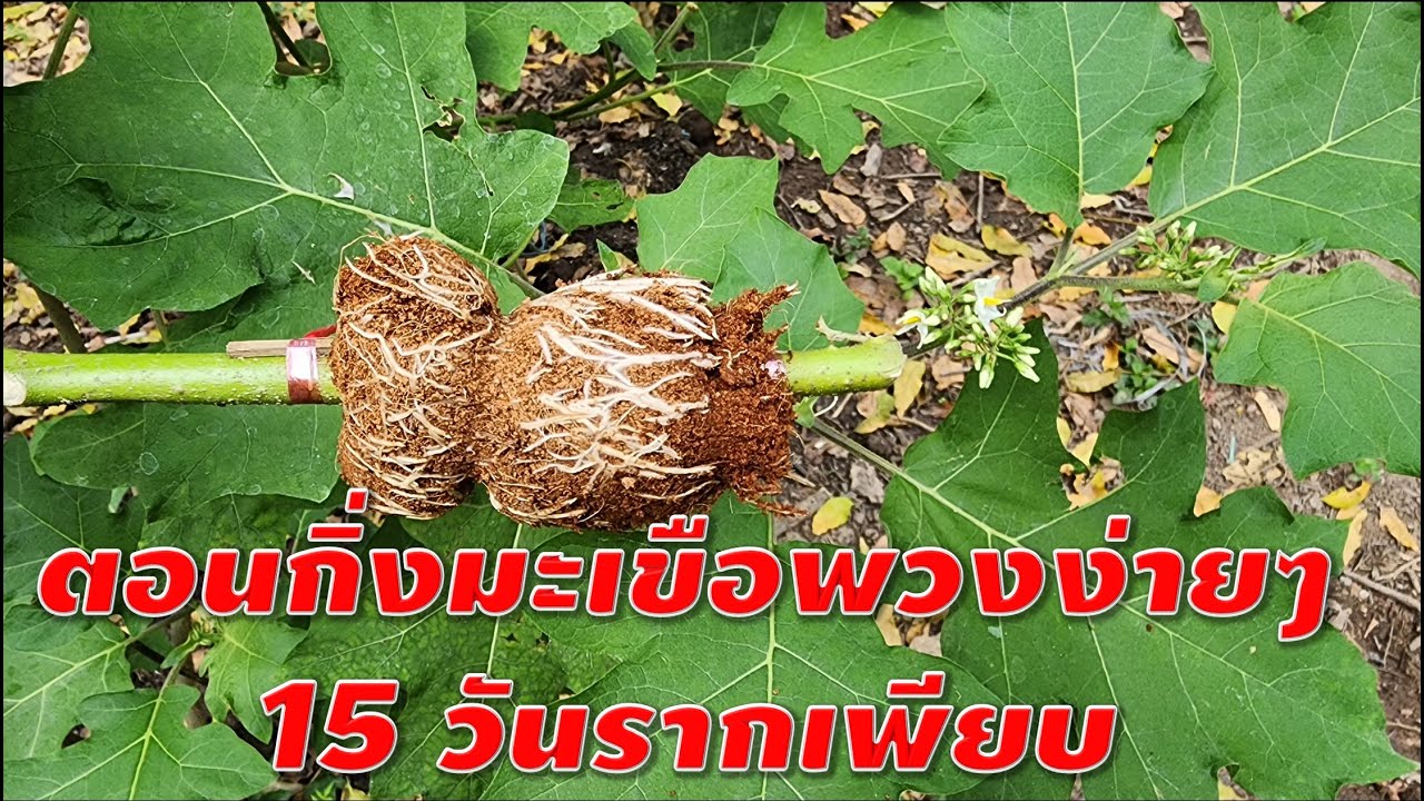 ตอนกิ่งมะเขือพวงง่ายๆ 15วันรากเพียบ