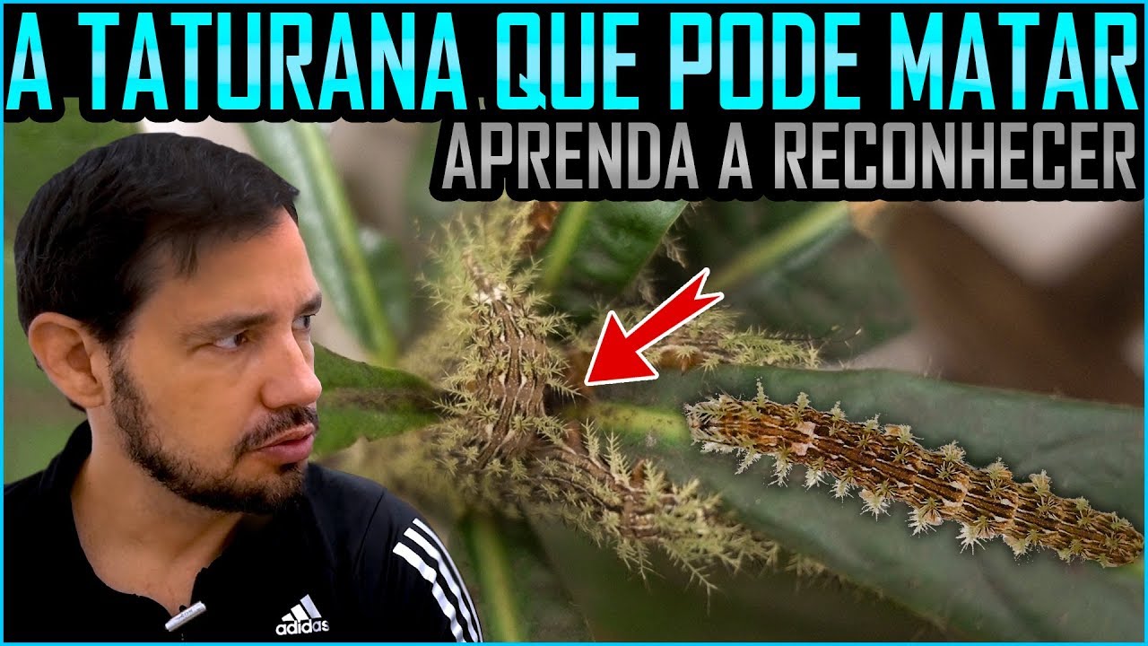 Essa Taturana pode Matar - Conheça a Lagarta de Fogo