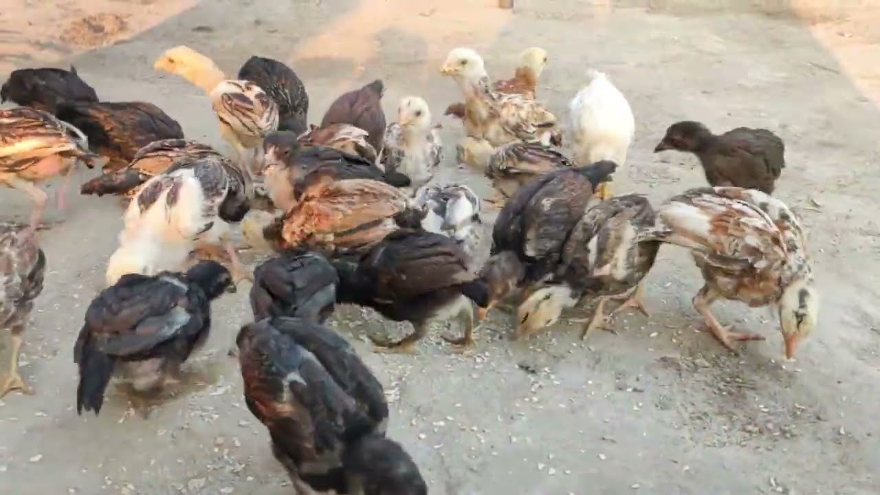 Aseel Hen Farming at Home || How To Start Low Scale Aseel Business || Maaz Ullah Khan || MUK