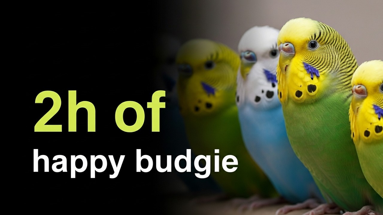Happy Budgie Sounds | 2 Hours of Chirping for Lonely Parakeets
