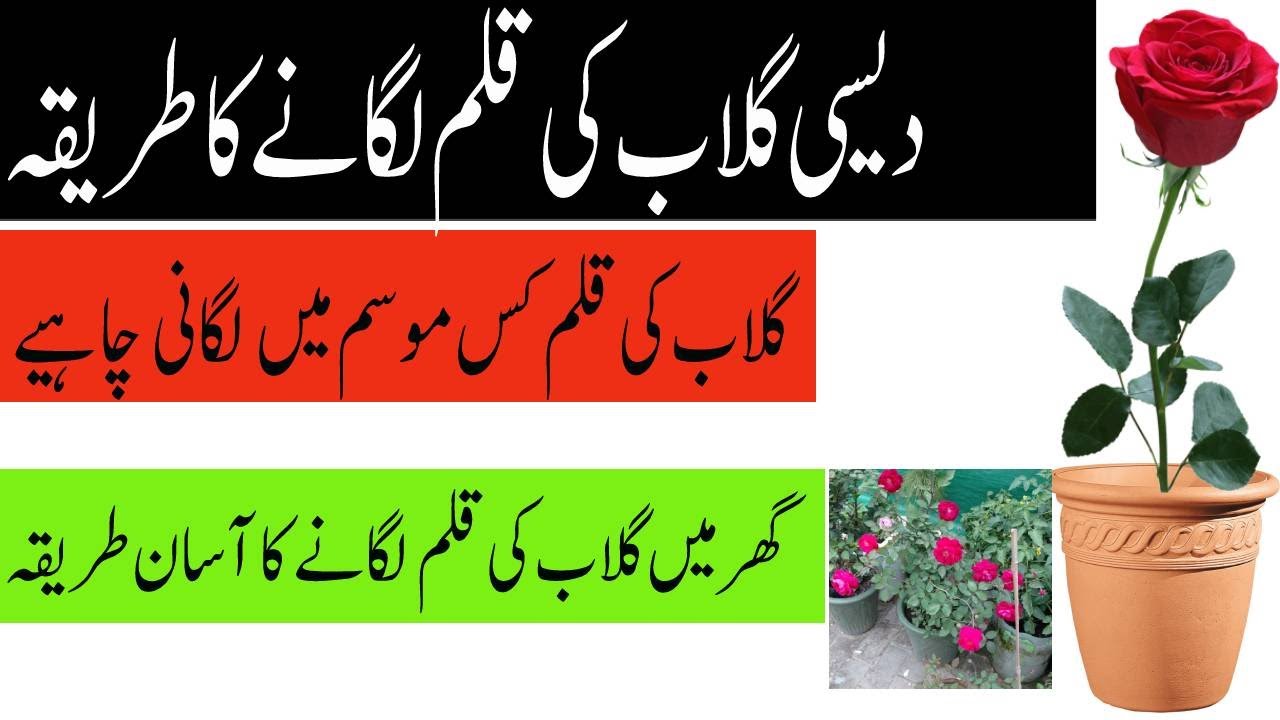 How To Grow Rose Cutting | Unbelievable Method | Complete Video With Update