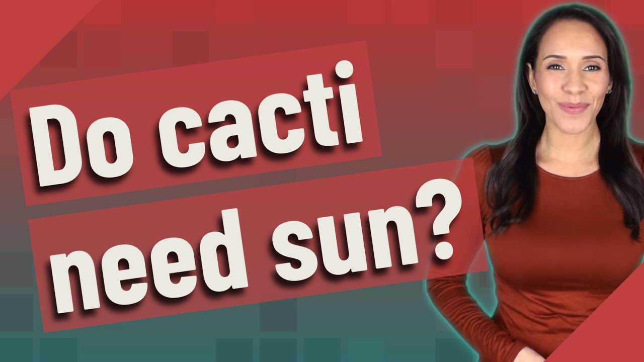 Do cacti need sun?
