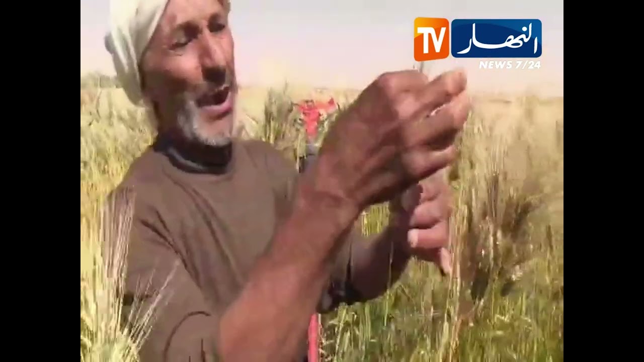 النعامة: في تجربة مميزة    1,70 طول انتاج القمح بمسثمرة الحاج عرباوي رغم النقائص
