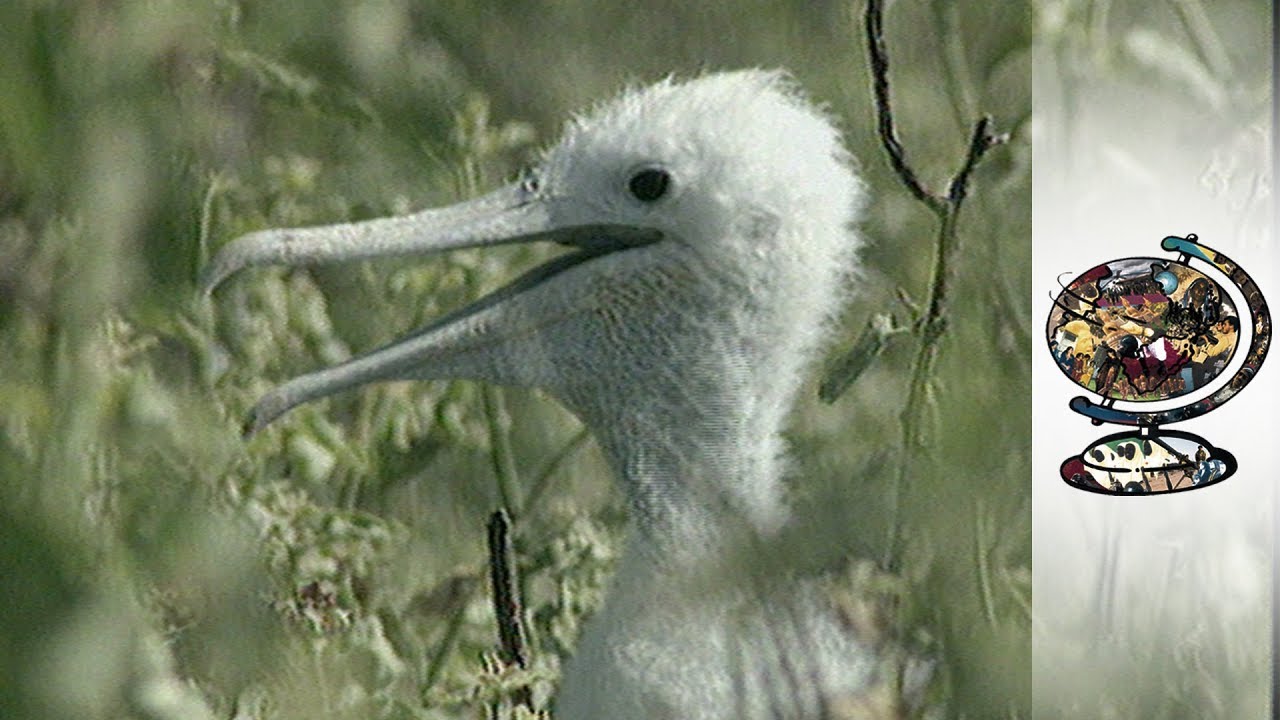 Is Tourism Destroying The Galapagos? (2000)