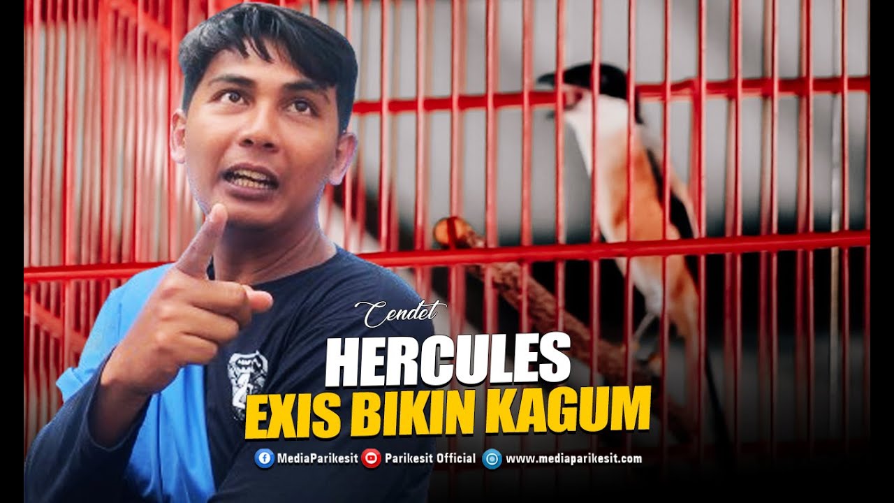 Cendet Hercules Milik Mr. Roby Akas SQ