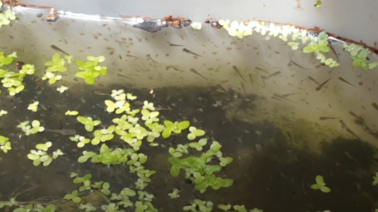 Goldfish fry into daphnia colony experiment