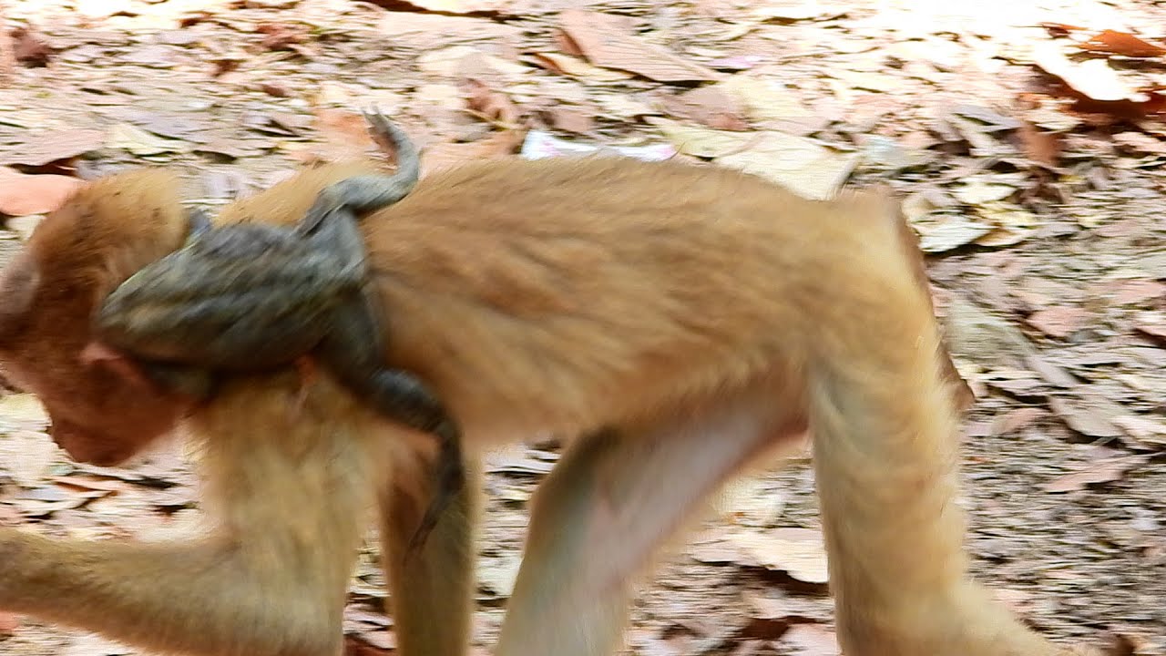 Monkey VS Frog