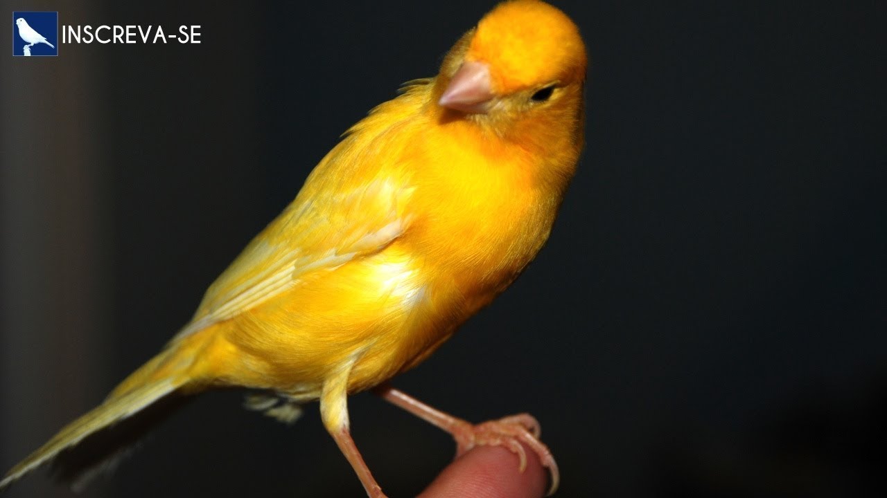 CANTO PARA ESTIMULAR CAN&Aacute;RIO BELGA A CANTAR - CD Canto de Can&aacute;rio Belga