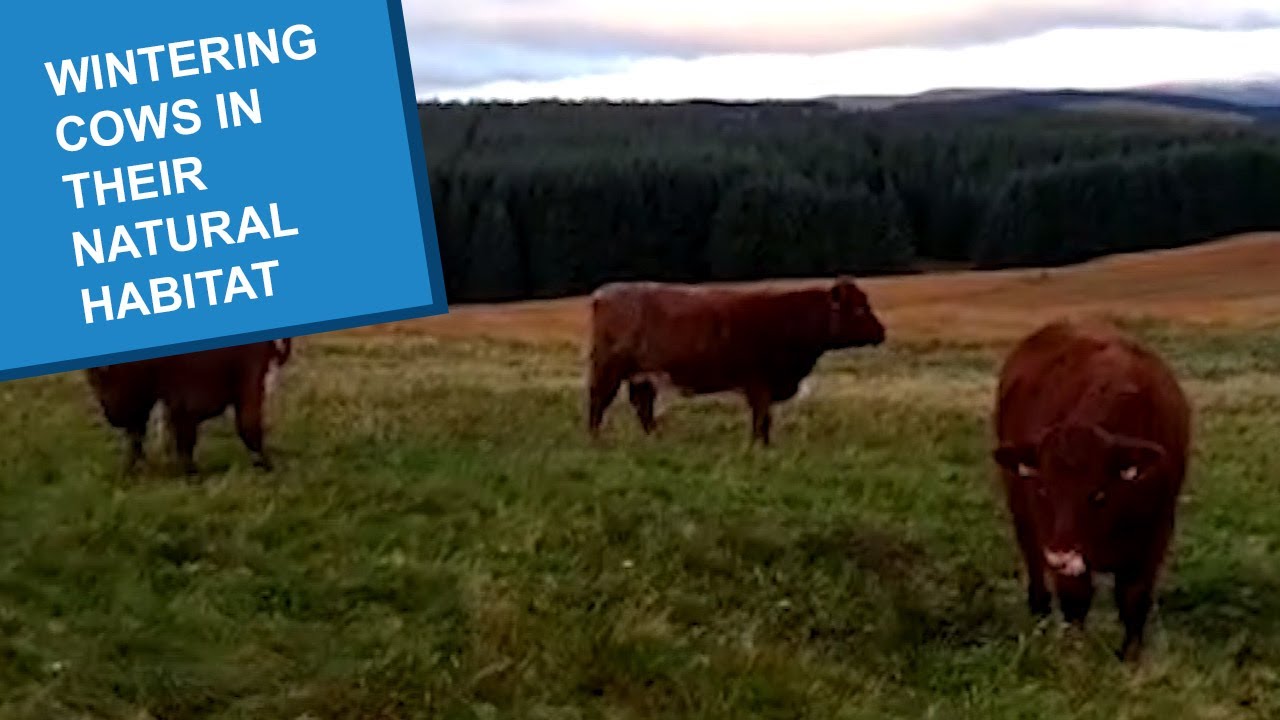 Cows in their natural habitat – wintering on the hill