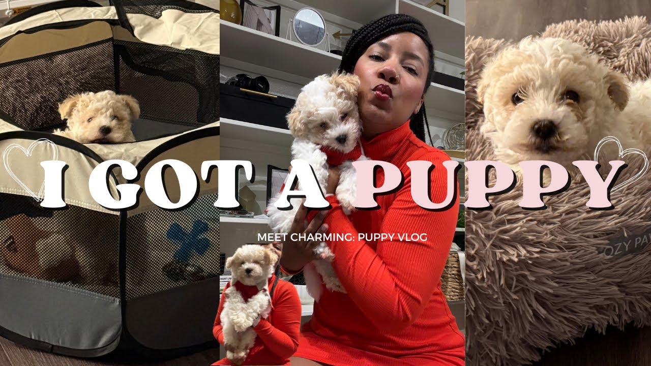 I got a puppy! Meet Charming, my toy poodle!