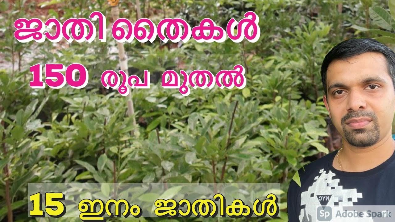 Nutmeg varieties/Nutmeg nursery/Nirappel nursery/srilankan nutmeg /Golden nutmeg/Kerala sree