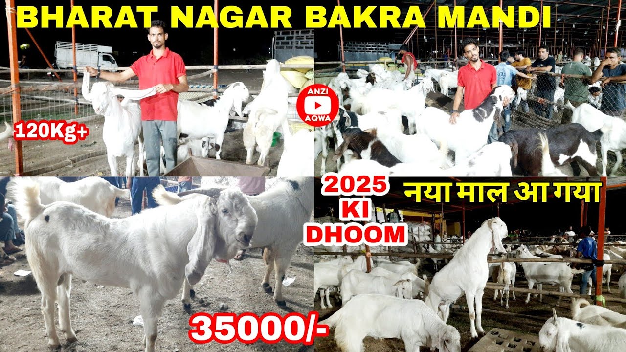 Bharat Nagar Bakra Mandi Surat 2025 | Sachin Bakra Mandi 2025 | #anziaqwa