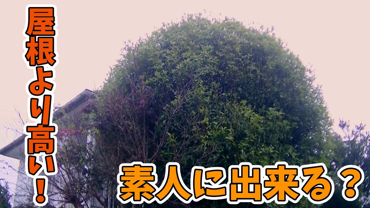 【相続物件 #10】庭木の枝打ち本命編。高枝切チェーンソー【DIY】