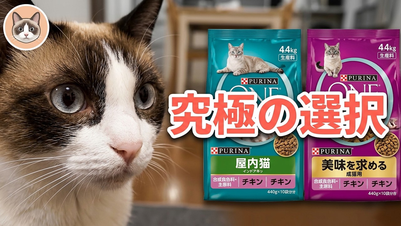 売上No.1のピュリナの インドアキャット チキンと美味を求める成猫用チキンの味比べ Taste Comparison