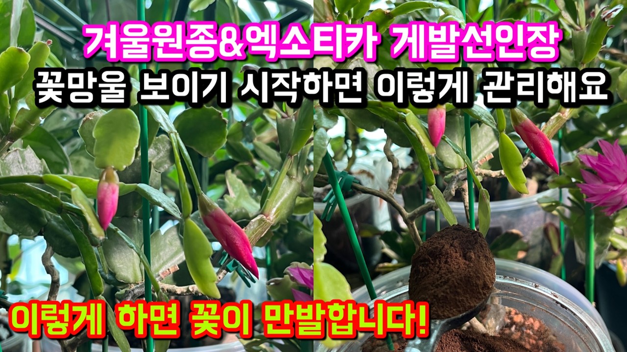 겨울원종&엑소티카 꽃망울 달렸다면, 이 시기 영양 관리가 중요해요 | 목기린선인장에 접목된 아이들 영양제 물주는 날 | 이렇게만해주면 꽃이 만발해요!! | [엄마와 딸 다육TV]