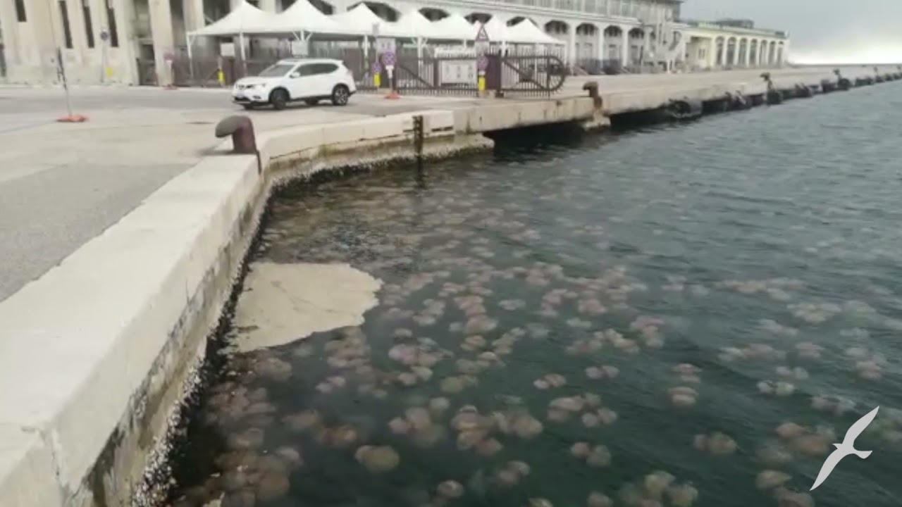 Meduze v Trža&scaron;kem zalivu