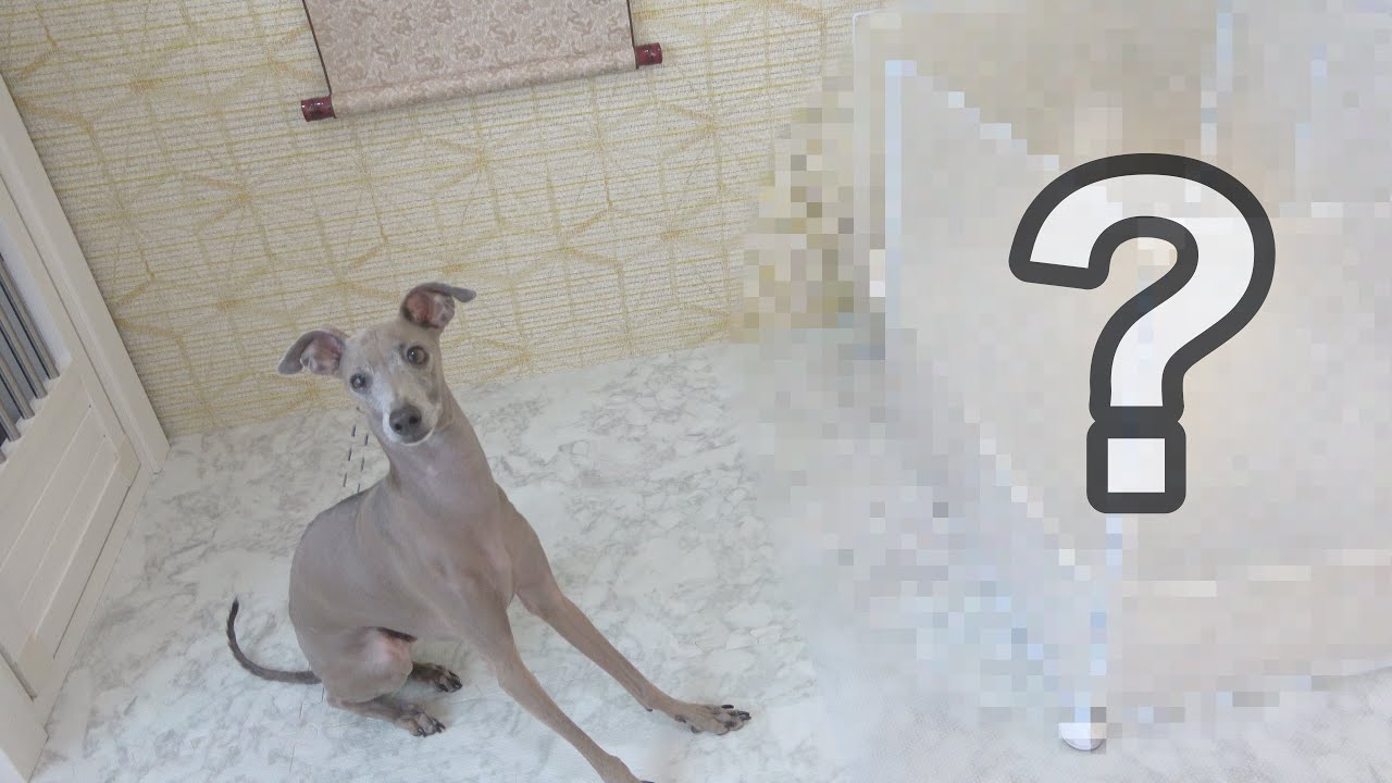 おしっこがトイレの外に出ちゃいがちの愛犬の為にトイレを改良したら神トイレが爆誕した！？【はみ出しっこ対策】【イタグレ】