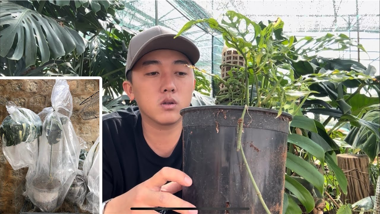 CÁCH XỬ LÝ VÀ PHỤC HỒI CÂY BỊ THỐI RỂ, ĐỨT CỤT RỂ 