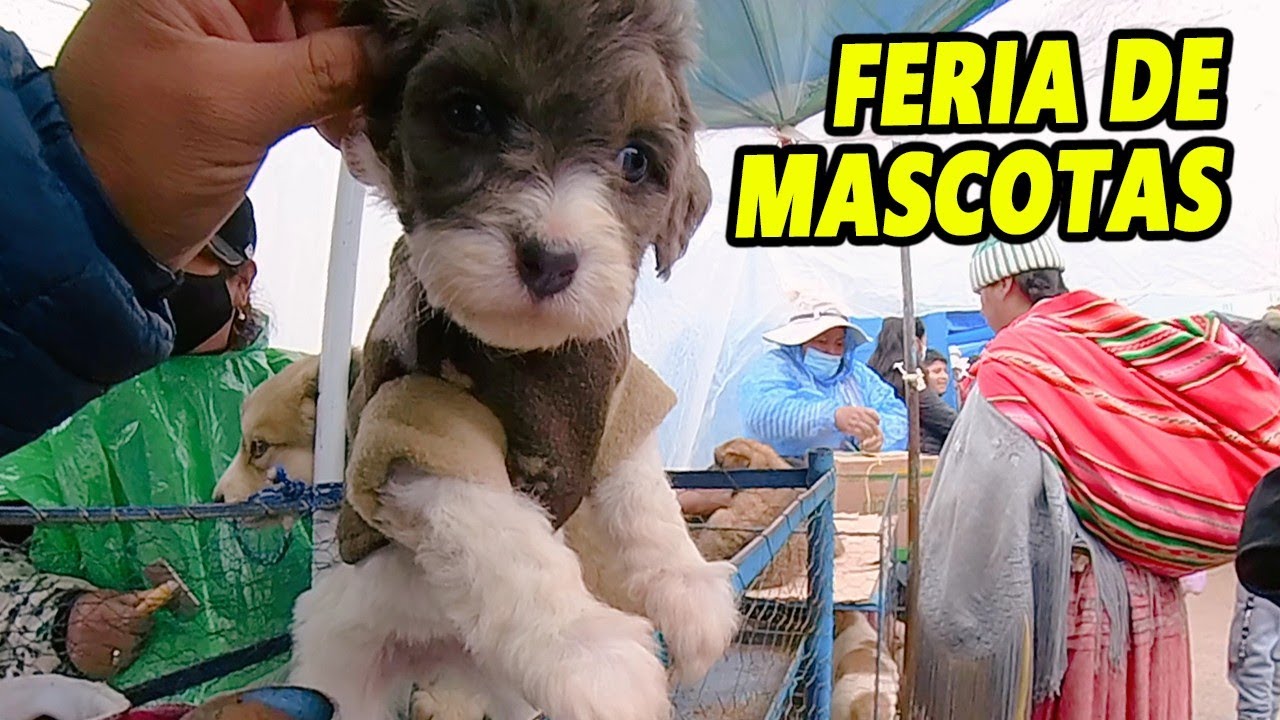 el COLLAO - FERIA de ANIMALES MENORES Mascotas Gatos, Gallinas, Cui, Perritos etc.