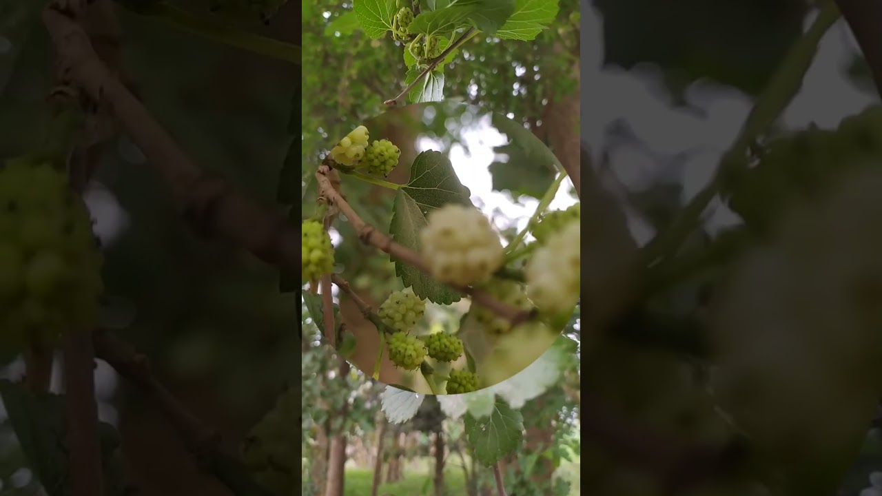 White beary #fruits #viral #short