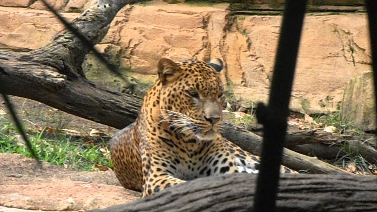 Leopardo: Pantera pardus