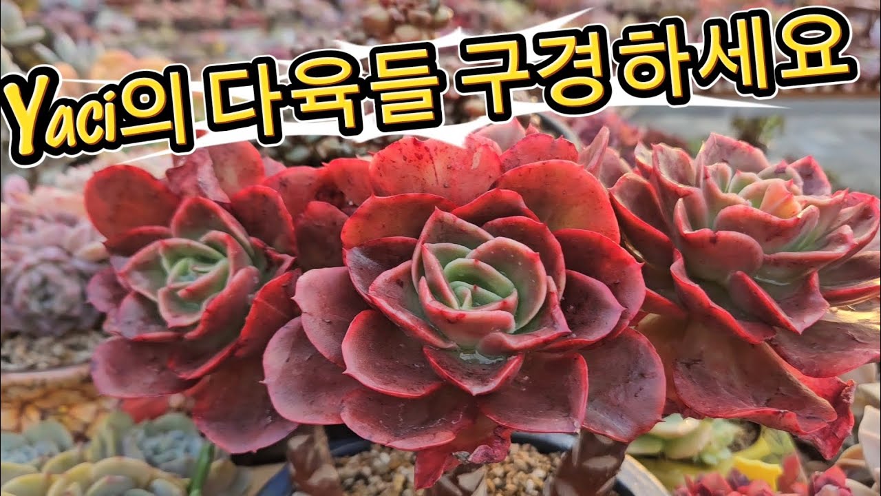[봄맞이] 물주고 충관제하고 [깨끗한] 다육들 보여드려요.. #succulent #たにくしょくぶつ #다육이 #초록우산 #후원