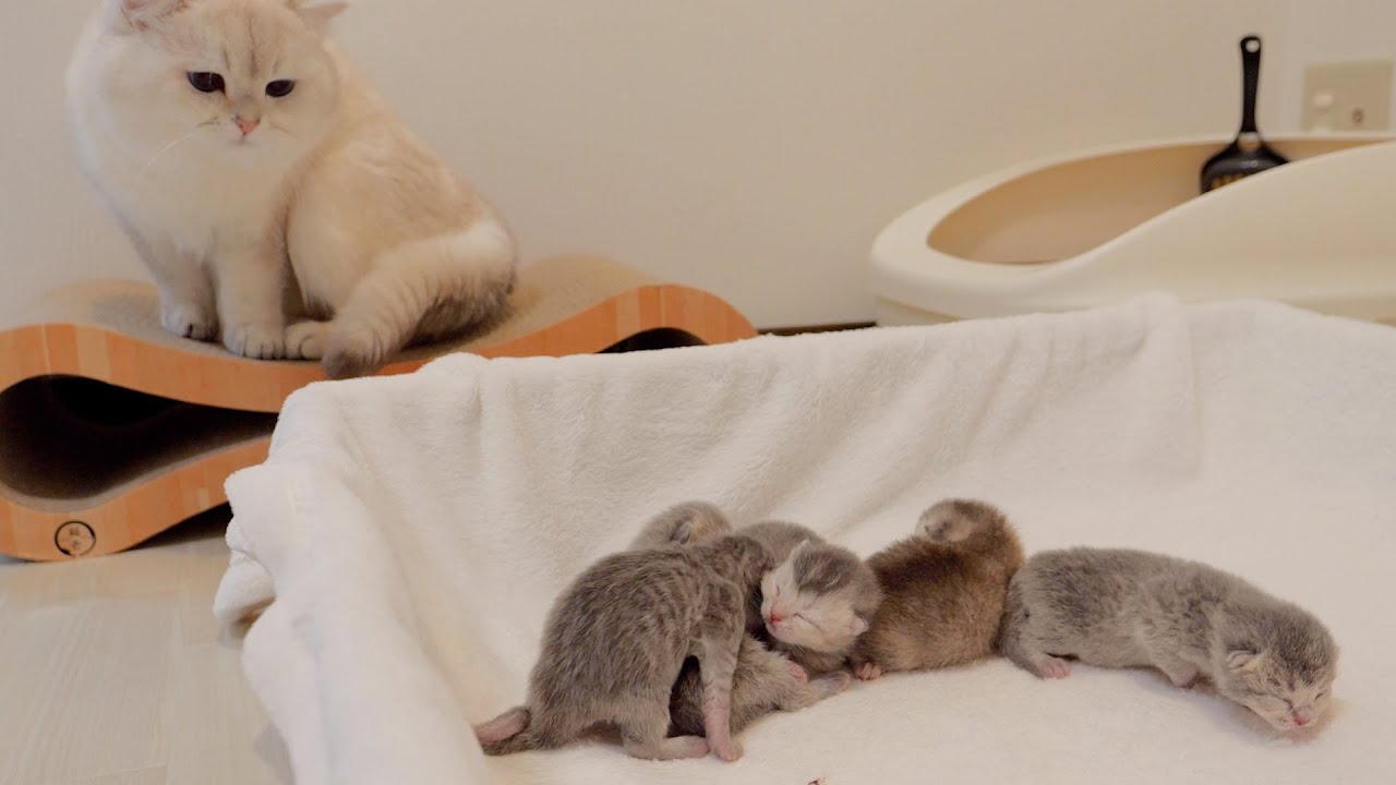 Кот-папа очень волнуется, когда его котенок мяукает!