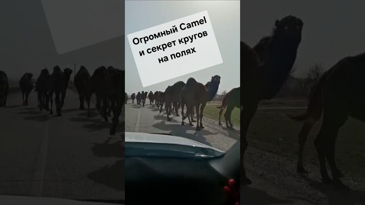 Верблюды и секреты таинства шубата