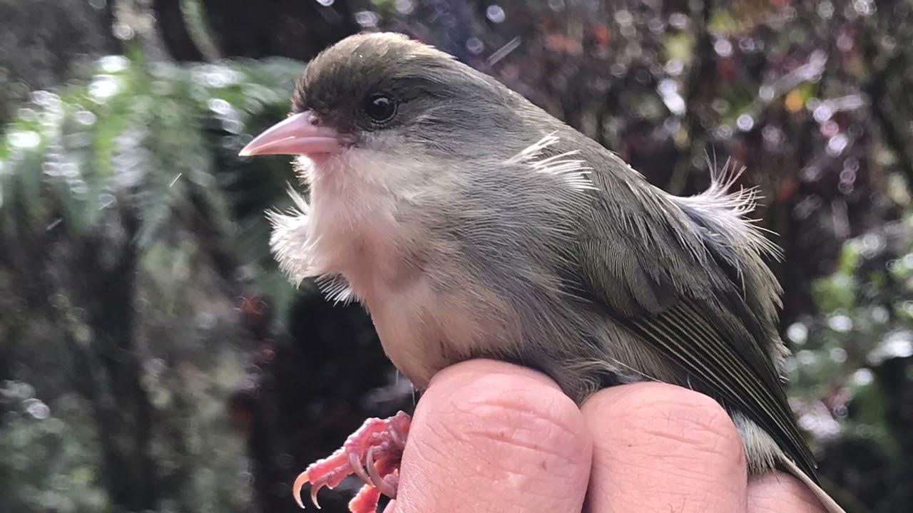 Resisting Extinction: How we are trying to save Kaua'is endemic forest birds.