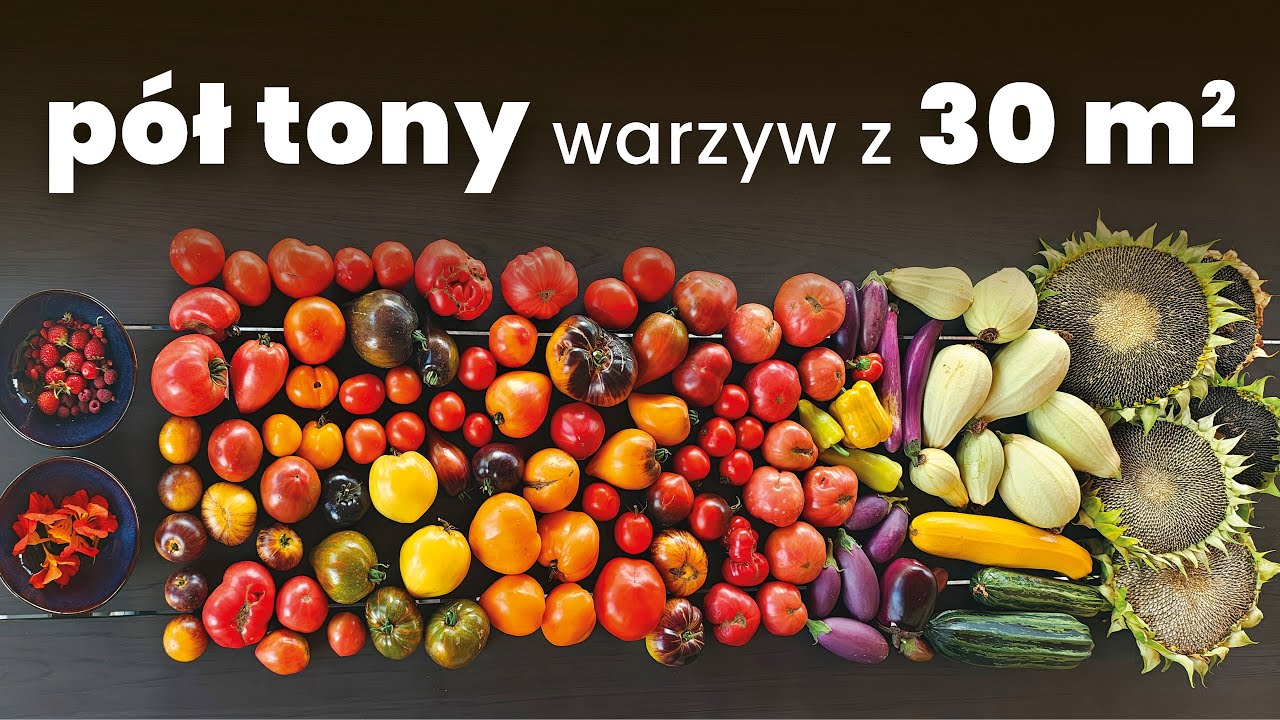 Pół tony warzyw z 30 m² – podsumowanie sezonu ogrodniczego