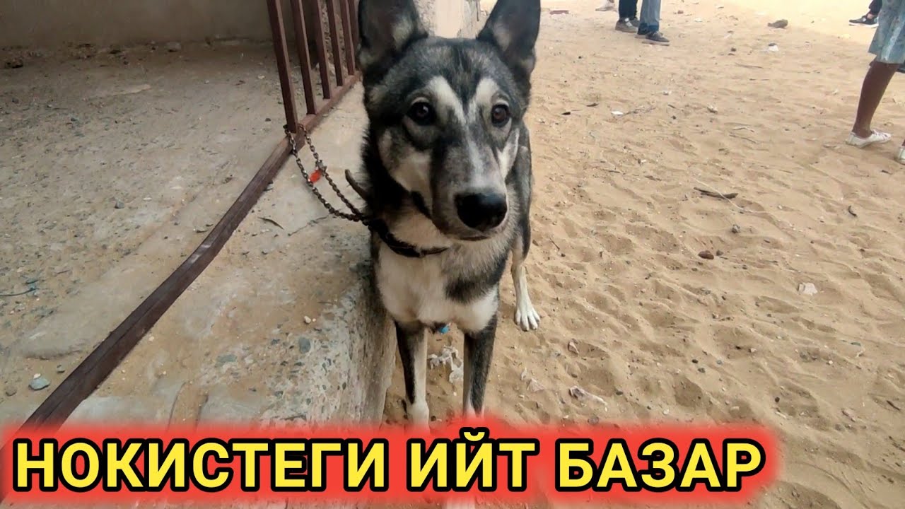 НОКИС ИЙТ КУШИК БАЗАРЫ 2021-ЖЫЛ/СОБАЧИЙ РЫНОК