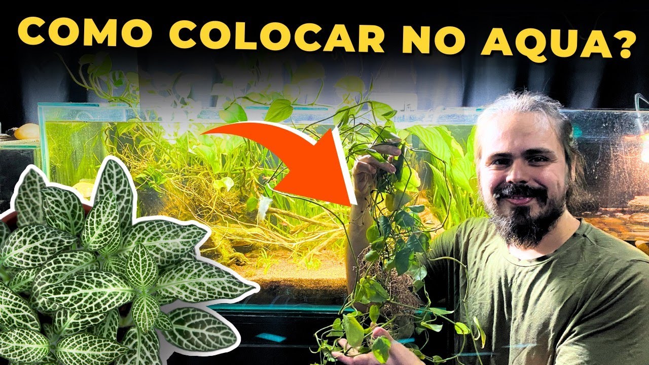 🔴COMO PLANTAR PLANTAS DE JARDIM NO AQUÁRIO |Mr. Betta|