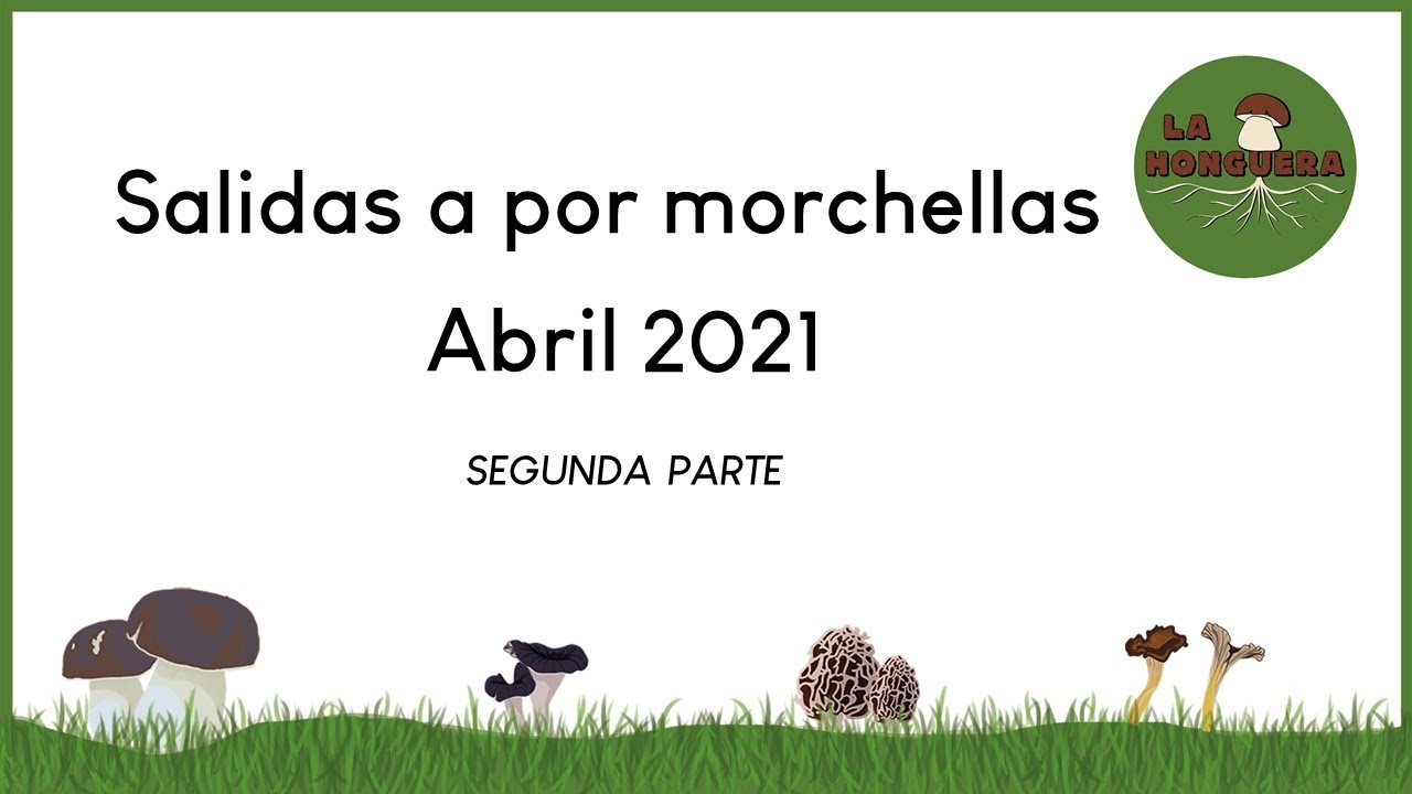 Recolección de Morchellas Abril 2021